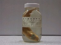 藏品(赤鯒)的圖片